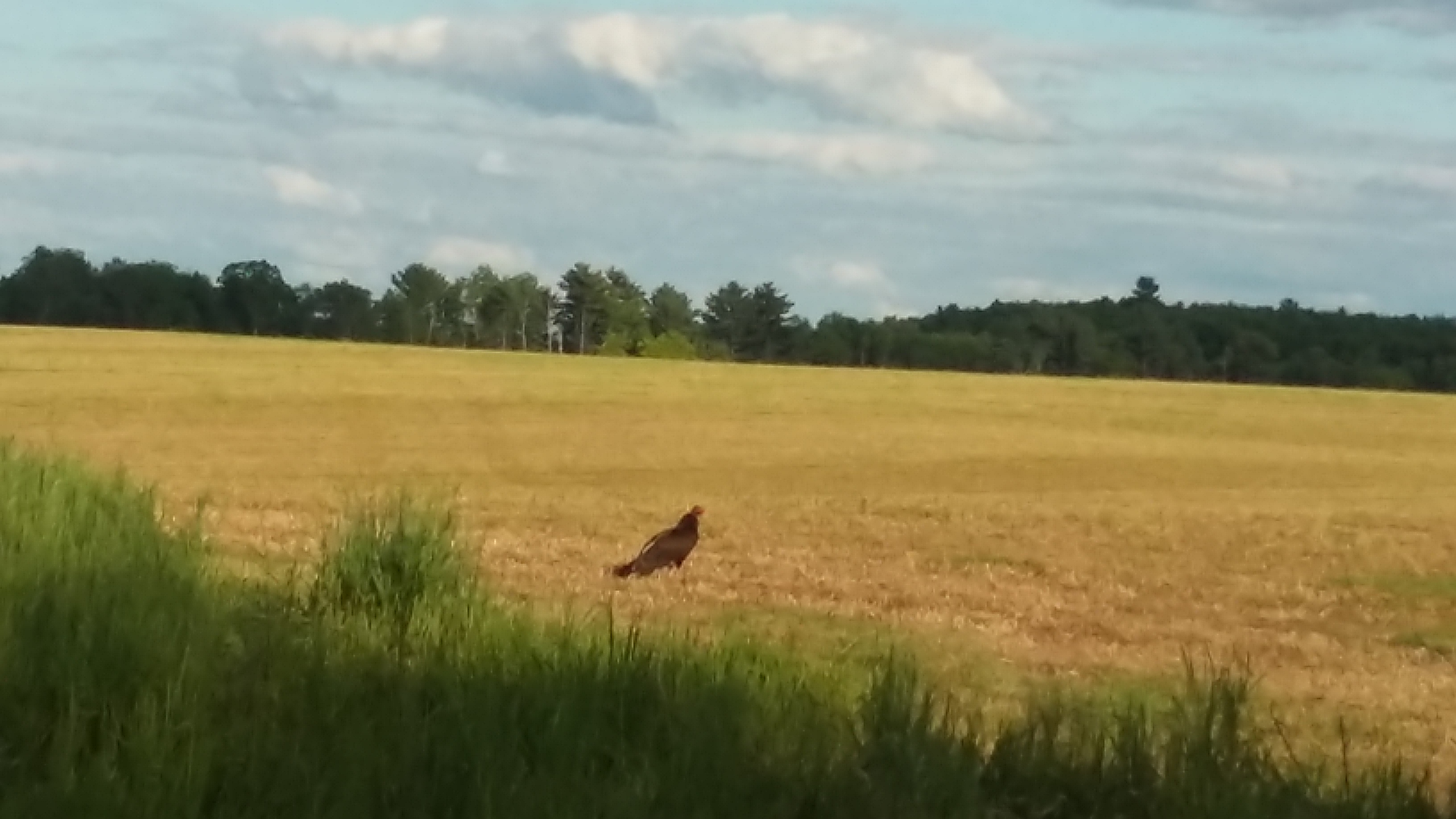 1 Turkey Vulture against 7 on Deans Lake Road and Straton Lake Road