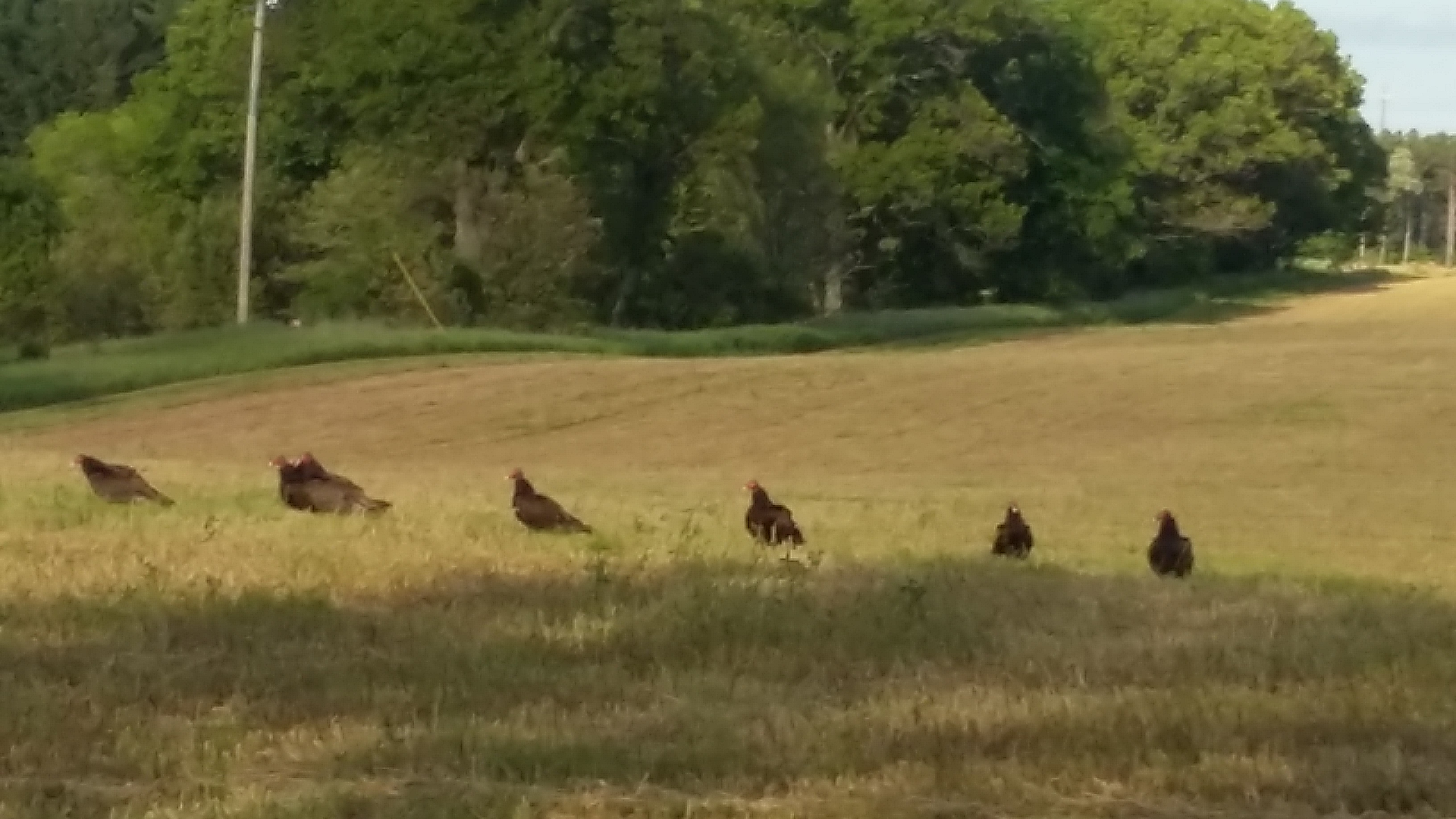 7 Turkey Vultures against 1 on Deans Lake Road and Straton Lake Road