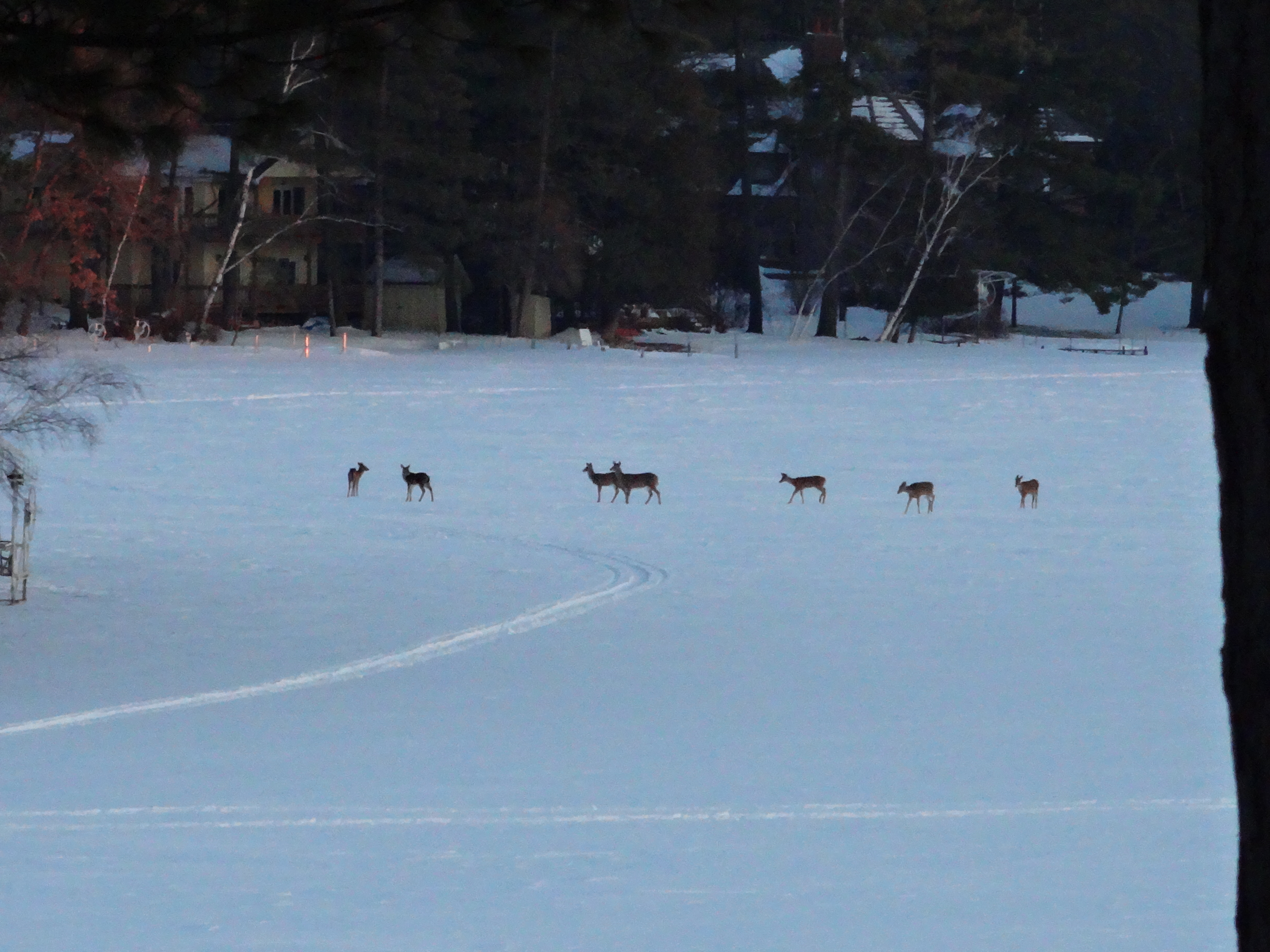 Deer on Columbia Lake